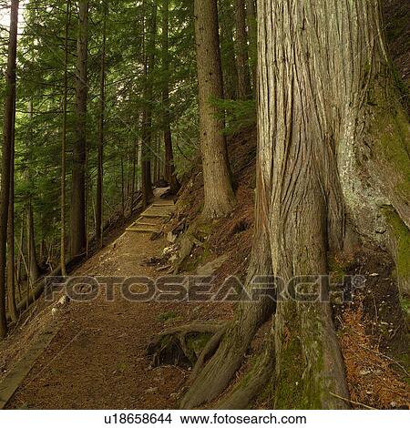 Picture - Nature trails in British Columbia. Canada. Fotosearch