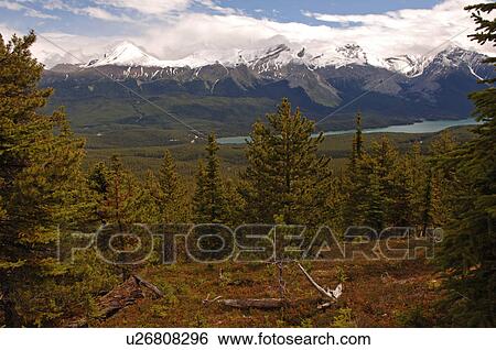 Stock Photograph - Opal Hills Landscape, Jasper National Park, Canada. Fotosearch