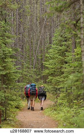 Stock Photo - Rear of three hikers in a forest, Rocky Mountains, Canada. Fotosearch