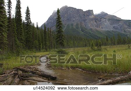 Stream running in a valley, Rocky Mountains, Canada View Large Photo Image Stock Image - Stream running in a valley, Rocky Mountains, Canada. Fotosearch