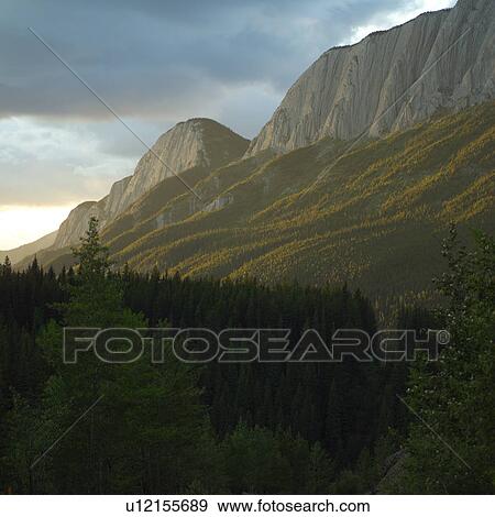Tree in Forest, Mt. Robson Provincial Park, Canada View Large Photo Image Stock Photo - Tree in Forest, Mt. Robson Provincial Park, Canada. Fotosearch