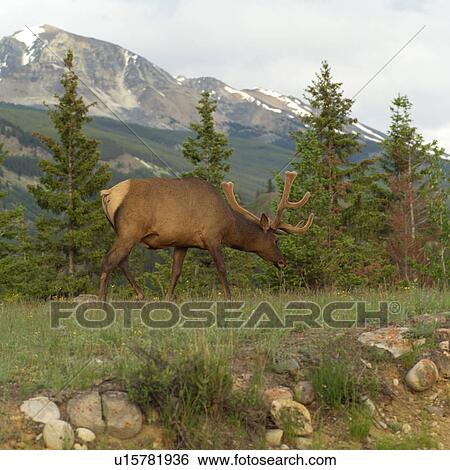 Stock Photograph - Front of a Train, Jasper National Park, Canada. Fotosearch