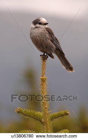 Bird perched on top of tree, Jasper National Park, Canada View Large Photo Image Stock Image - Bird perched on top of tree, Jasper National Park, Canada. Fotosearch