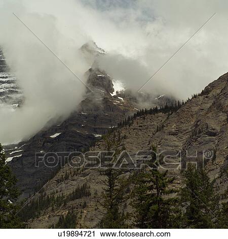 Stock Image - Close up of leaves on branch, Mt. Robson Provincial Park, Canada. Fotosearch