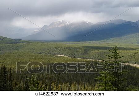 Stock Photo - Dense growth on a mountainous landscape, Rocky Mountains, Canada. Fotosearch