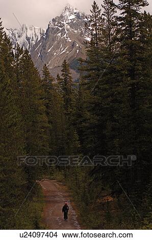 Picture - Girl walking down path in forest, Jasper National Park, Canada. Fotosearch