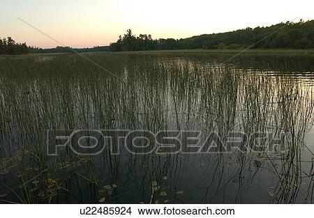 Picture - Lake of the Woods, Ontario, Canada. Fotosearch
