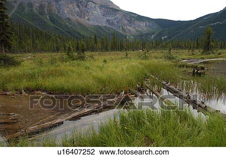 Stock Image - Valley with a stream, Rocky Mountains, Canada. Fotosearch