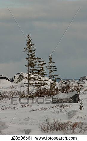 Churchill Northern Manitoba town and surroundings landscape View Large Photo Image Stock Image - Churchill Northern Manitoba town and surroundings landscape. Fotosearch