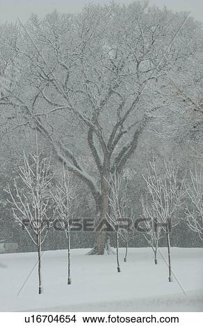 Winter Scenes - Canada View Large Photo Image Picture - Winter Scenes - Canada. Fotosearch