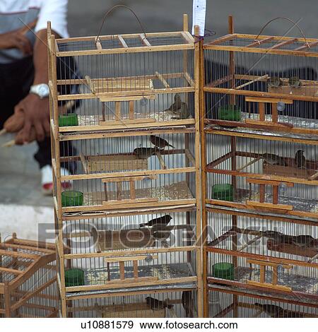 Birds in cages, Havana, Cuba View Large Photo Image Stock Photo - Birds in cages, Havana, Cuba. Fotosearch