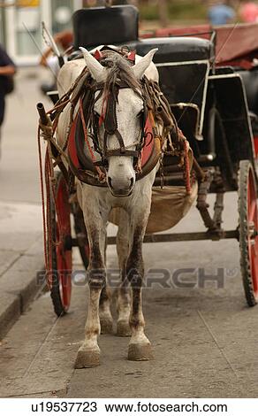 Close-up of a horse driven carriage, Havana, Cuba View Large Photo Image Stock Image - Close-up of a horse driven carriage, Havana, Cuba. Fotosearch
