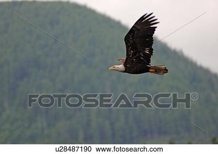Stock Image - Eagle in flight, Pacific Rim National Park, Vancouver Island, Canada. Fotosearch