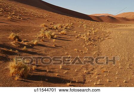 Sand Dunes of Sossusvlei - Namib desert, Namibia View Large Photo Image Stock Image - Sand Dunes of Sossusvlei - Namib desert, Namibia. Fotosearch