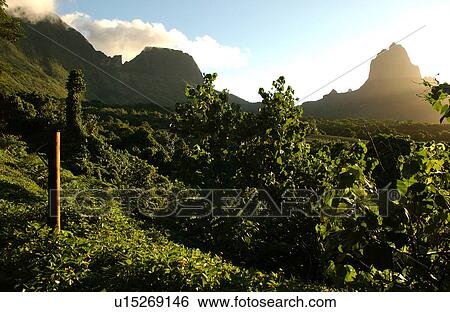 Stock Photograph - A densely vegetated region. Fotosearch