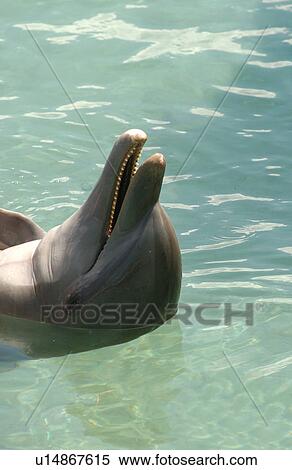 Close-up of a dolphin upside down in water View Large Photo Image Stock Photography - Close-up of a dolphin upside down in water. Fotosearch