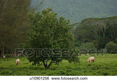 Cows grazing in a field View Large Photo Image Stock Photograph - Cows grazing in a field. Fotosearch