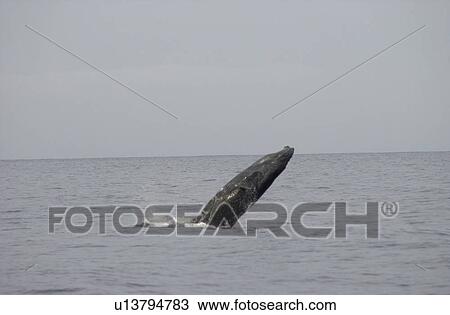Stock Image - Ocean View - Maui - Hawaiian Islands. Fotosearch