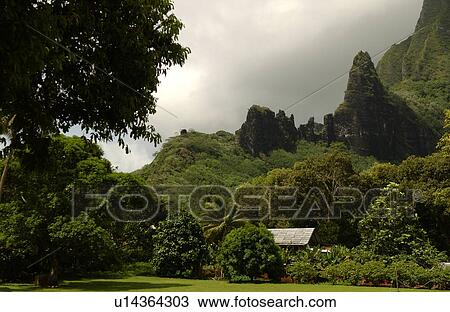 Stock Image - Panoramic view of a tropical forest near the sea, Moorea, Tahiti, French Polynesia, South Pacific. Fotosearch