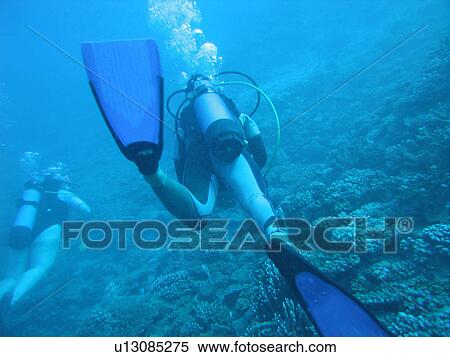 Stock Photography - Rear of a young woman wearing scuba gear swimming underwater. Fotosearch