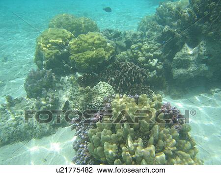 Underwater view of water plants View Large Photo Image Stock Image - Underwater view of water plants. Fotosearch