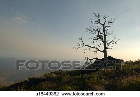 Stock Image - Vegetation - Volcano National Park - Big island, Hawaii. Fotosearch
