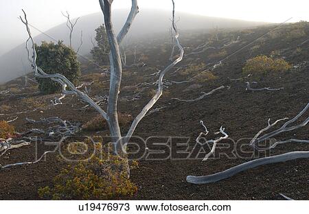 Stock Image - Volcano National Park - Big Island of Hawaii - Desolation Trail. Fotosearch