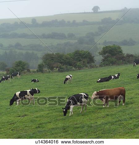 Ireland - cows in pasture with bull in Irish countryside View Large Photo Image Stock Photograph - Ireland - cows in pasture with bull in Irish countryside. Fotosearch