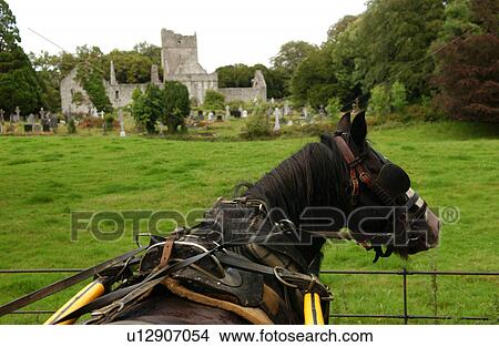 Ireland - Muckross House, Killarney - horse in front of cemetery View Large Photo Image Picture - Ireland - Muckross House, Killarney - horse in front of cemetery. Fotosearch