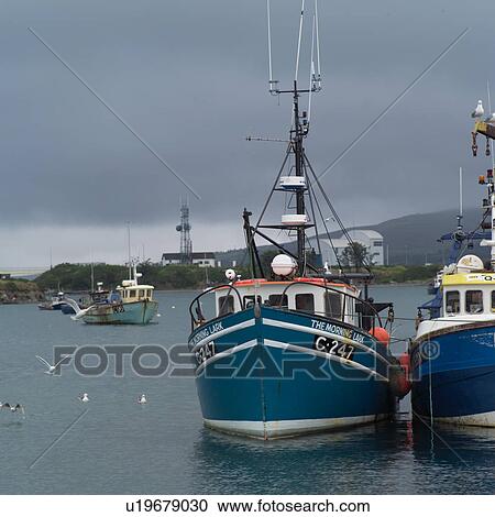 Stock Image - Ireland - Ring of Kerry - Seagull. Fotosearch