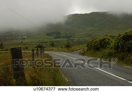 Ireland - rural area with lamb at roadside View Large Photo Image Stock Photo - Ireland - rural area with lamb at roadside. Fotosearch