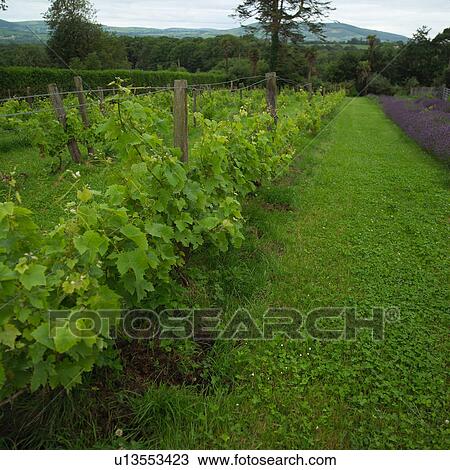 Rural Ireland - plants in garden View Large Photo Image Stock Image - Rural Ireland - plants in garden. Fotosearch