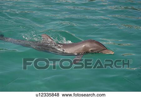 Stock Photo - Dolphin. Fotosearch