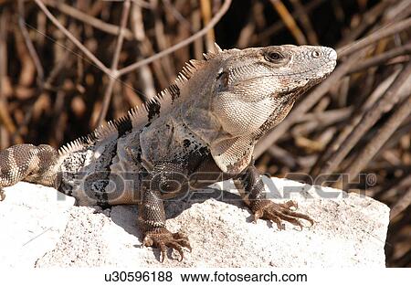 Stock Photo - Mexico - Mayan Riviera. Fotosearch