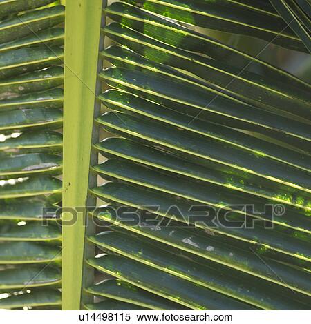 Stock Photography - Mexico - Mayan Riviera. Fotosearch