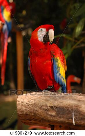 Stock Photo - Parrot. Fotosearch