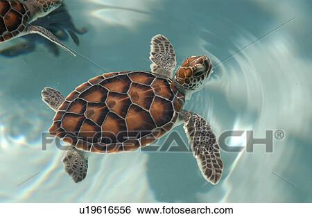Stock Photograph - Seaturtle. Fotosearch