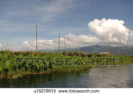 Crops View Large Photo Image Stock Photography - Crops. Fotosearch