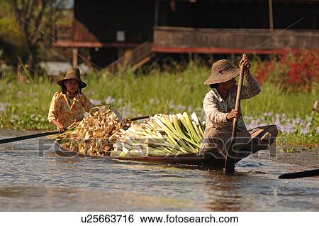 People in boat with their crop View Large Photo Image Stock Photograph - People in boat with their crop. Fotosearch