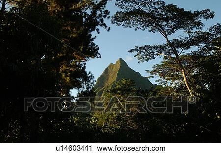 Low angle view of trees in a forest, Moorea, Tahiti, French Polynesia, South Pacific View Large Photo Image Stock Image - Low angle view of trees in a forest, Moorea, Tahiti, French Polynesia, South Pacific. Fotosearch