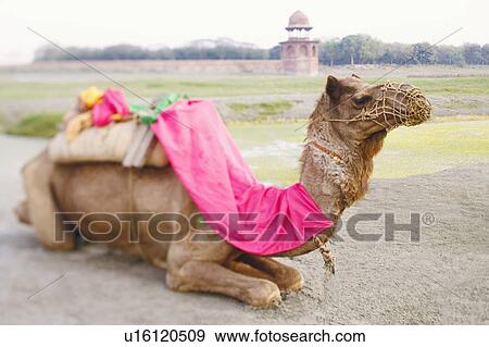 Stock Photo - Close-up of a camel. Fotosearch