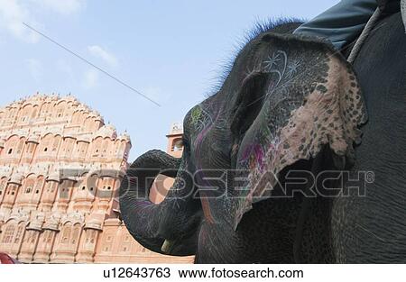 Low angle view of an elephant in front of a palace, Hawa Mahal, Jaipur, Rajasthan, India View Large Photo Image Stock Image - Low angle view of an elephant in front of a palace, Hawa Mahal, Jaipur, Rajasthan, India. Fotosearch