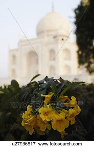 Facade of a mausoleum, Taj Mahal, Agra, Uttar Pradesh, India View Large Photo Image Stock Photo - Facade of a mausoleum, Taj Mahal, Agra, Uttar Pradesh, India. Fotosearch