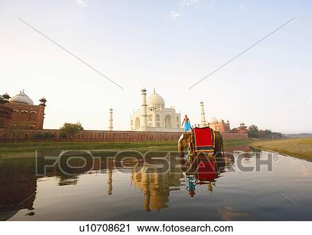 Young man standing on an elephant, Taj Mahal, Agra, Uttar Pradesh, India View Large Photo Image Stock Image - Young man standing on an elephant, Taj Mahal, Agra, Uttar Pradesh, India. Fotosearch