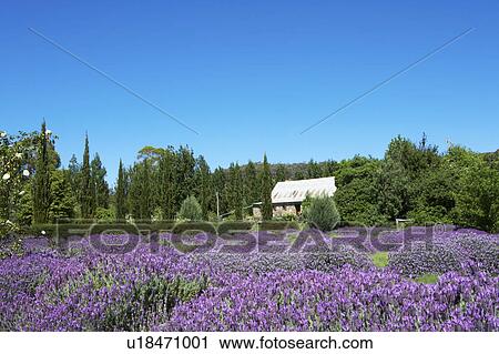 Lavender Farm in Daylesford, Australia View Large Photo Image Stock Image - Lavender Farm in Daylesford, Australia. Fotosearch