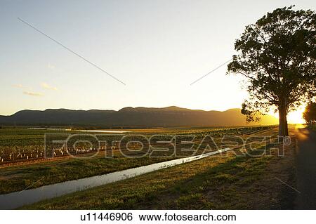 Stock Photograph - Sunset at Vineyard, Hunter Valley, Australia. Fotosearch