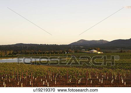 Stock Image - Vineyard in Hunter Valley, Australia. Fotosearch