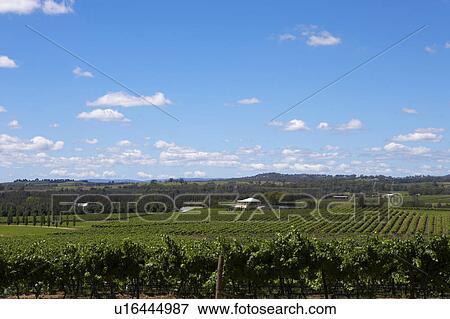 Vineyard in Hunter Valley, Australia View Large Photo Image Stock Photo - Vineyard in Hunter Valley, Australia. Fotosearch