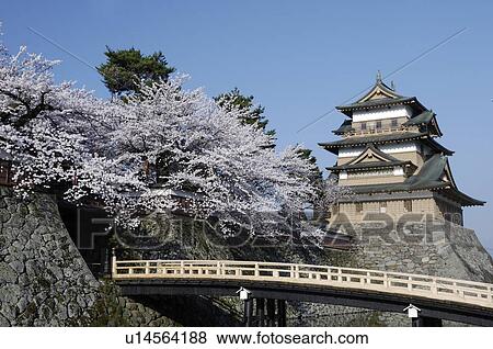 Stock Photo - The Takashima Castle, A Bridge, And A Cherry Tree. Fotosearch