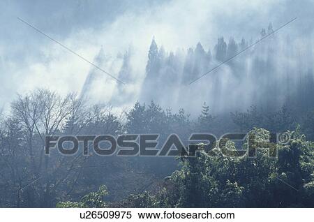 A Japanese Cedar Grove And Fog View Large Photo Image Stock Photography - A Japanese Cedar Grove And Fog. Fotosearch